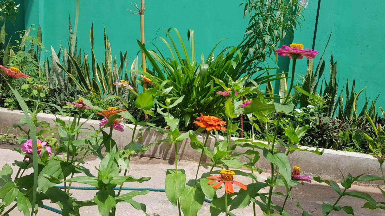 Bloom Garden Bed & Breakfast 暹粒 外观 照片