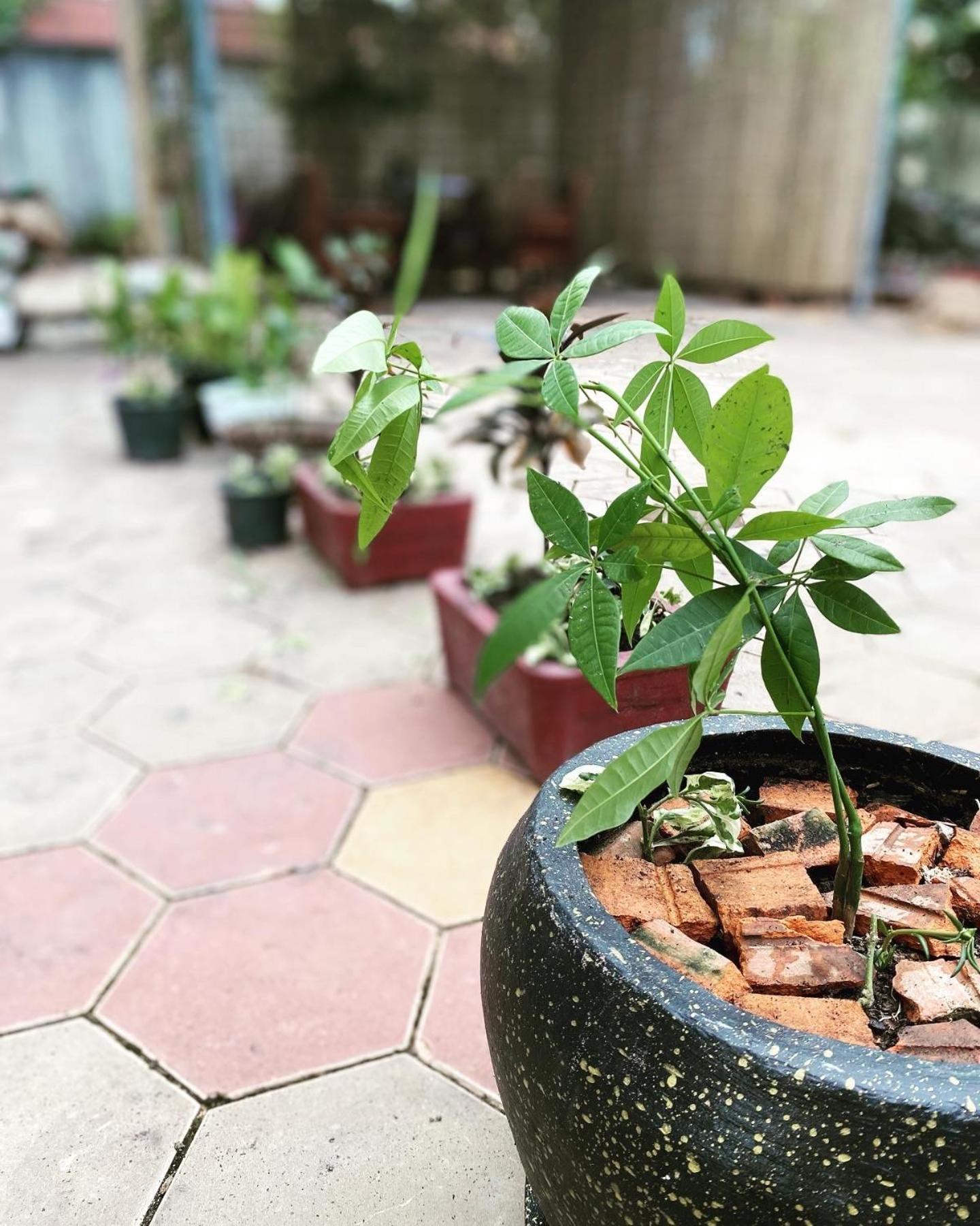 Bloom Garden Bed & Breakfast 暹粒 外观 照片