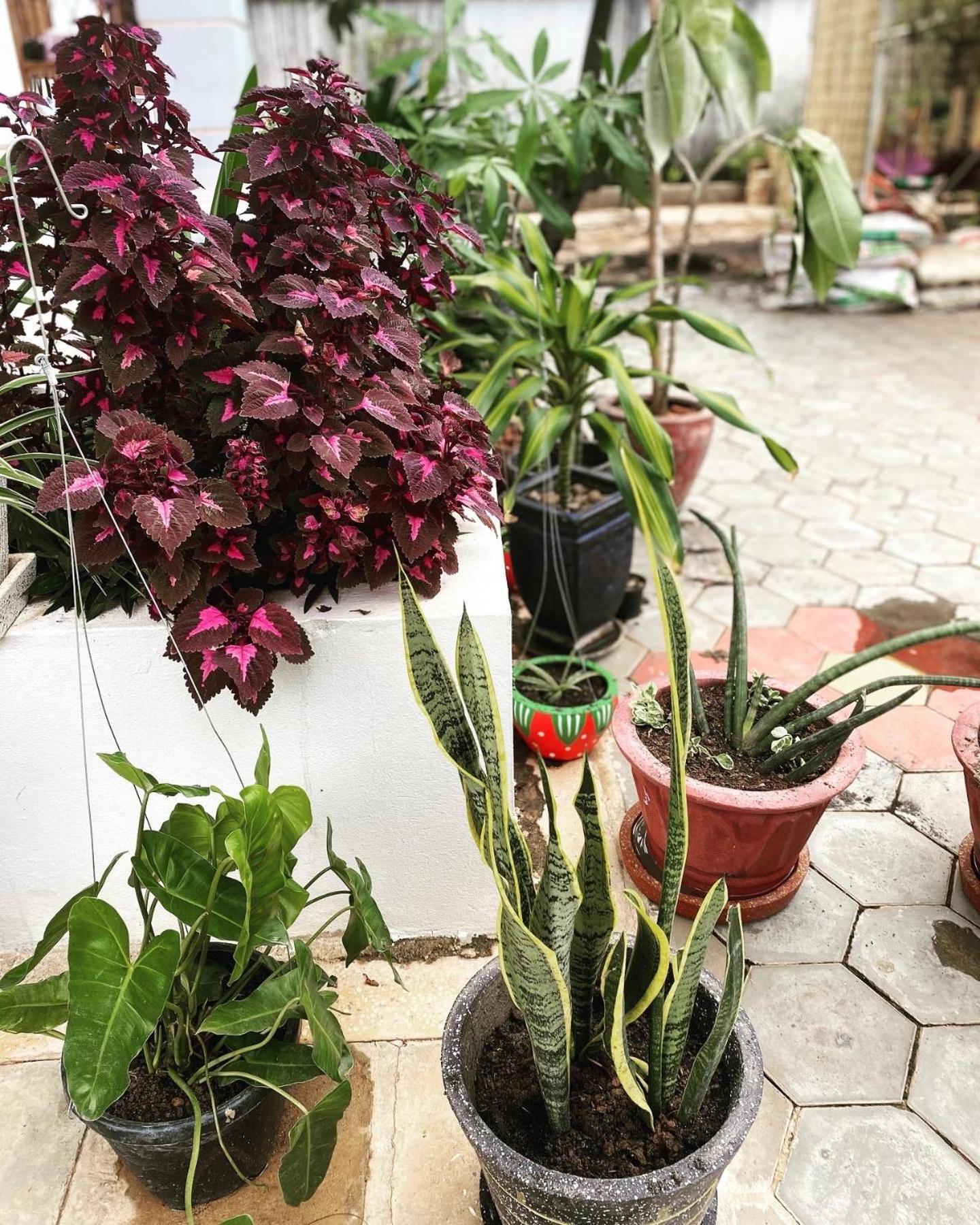 Bloom Garden Bed & Breakfast 暹粒 外观 照片