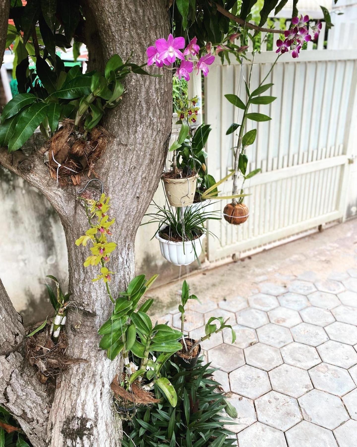 Bloom Garden Bed & Breakfast 暹粒 外观 照片